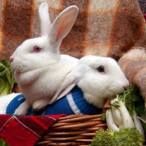 Mrs and Mr Bun-Bun     Large Female And