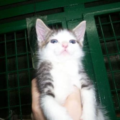 No photo for Baby Kittens (Expression Of Interest)