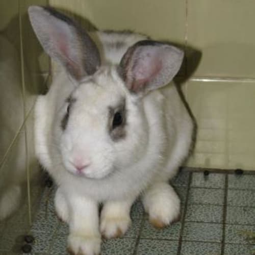 No photo for Jack Rabbit