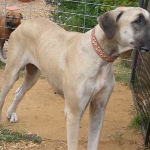 No photo for Holly (Adoption Pending)