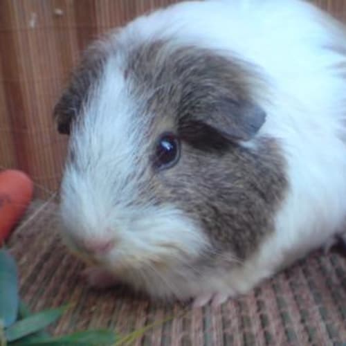 No photo for Dandelion ~ On Hold ~