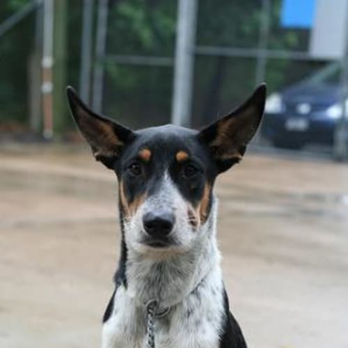 No photo for Callie **Adopted**