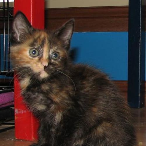 No photo for Penelope ***Adoption Pending***