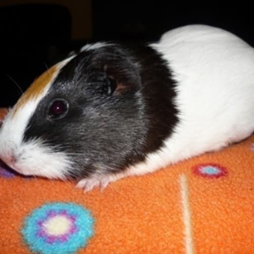 No photo for Laverne