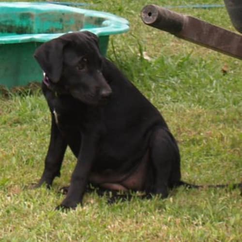 Sonja - Lab Cross