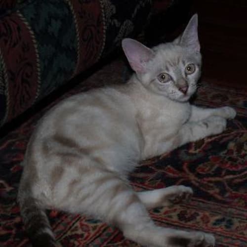Valerie