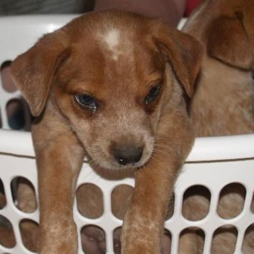 No photo for Hercules **Adoption Pending**