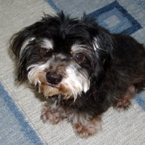 Toby (Was Jasper)