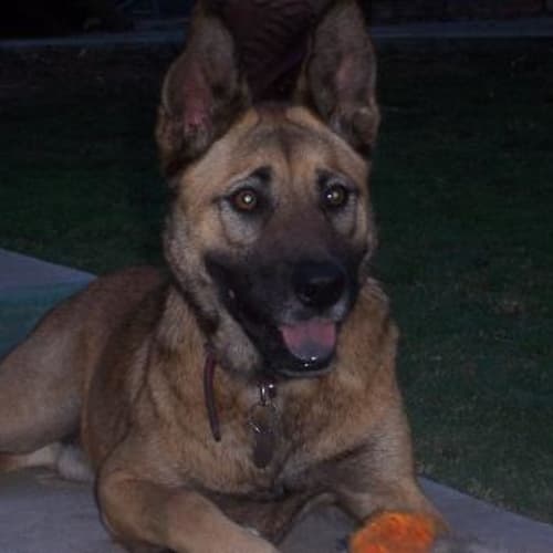 Clayton ( On Hold Adoption Pending)