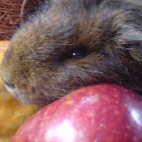 No photo for Paddington ~ On Hold ~