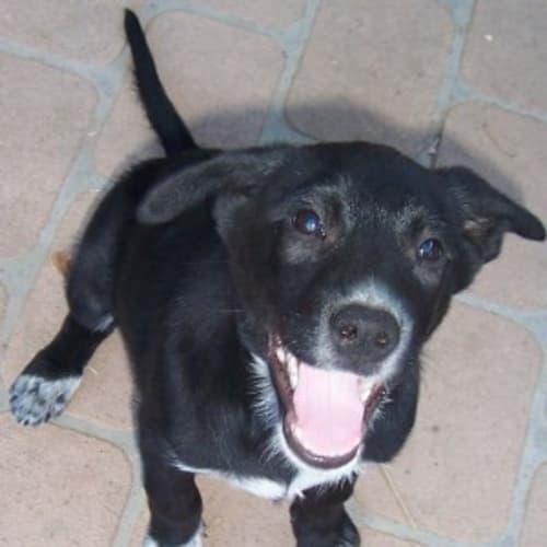 No photo for Jedda **Adoption Pending**