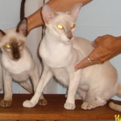 No photo for Taja & Khan