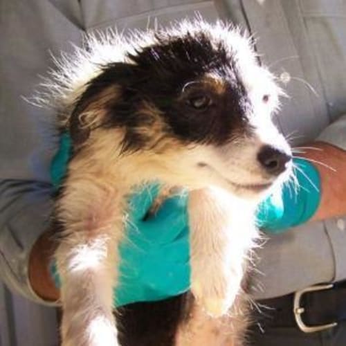 2 Puppies **On Hold**