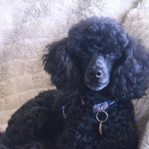 Miss Truffles