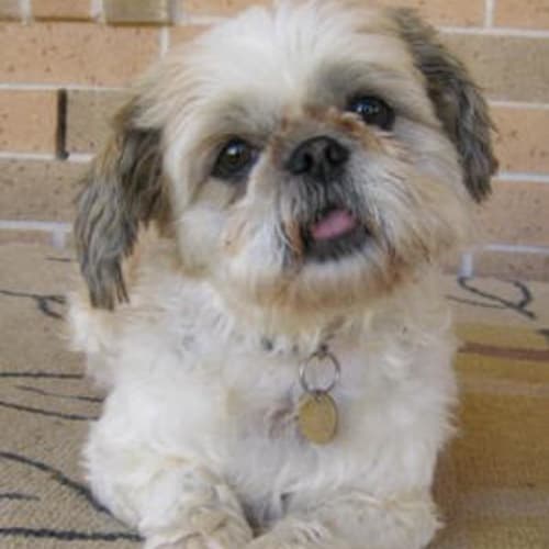Maggie
