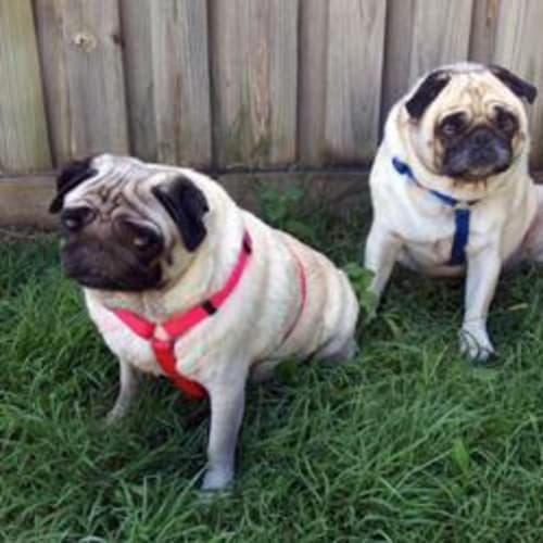 Tuppie and Wartie