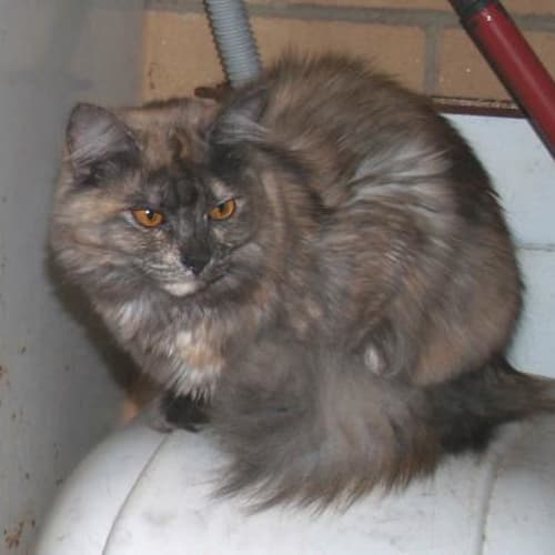 Lillian