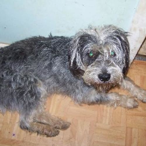 Shaggy