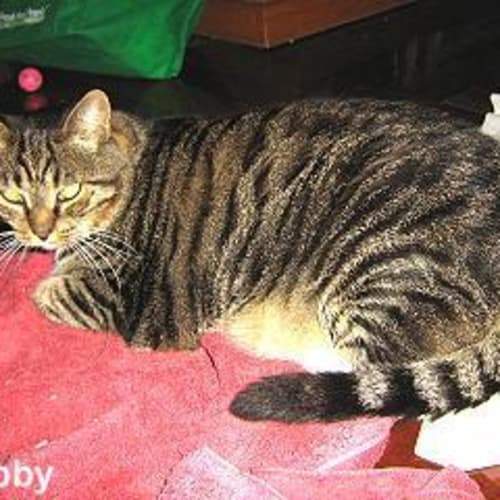 Tippy and Tibby
