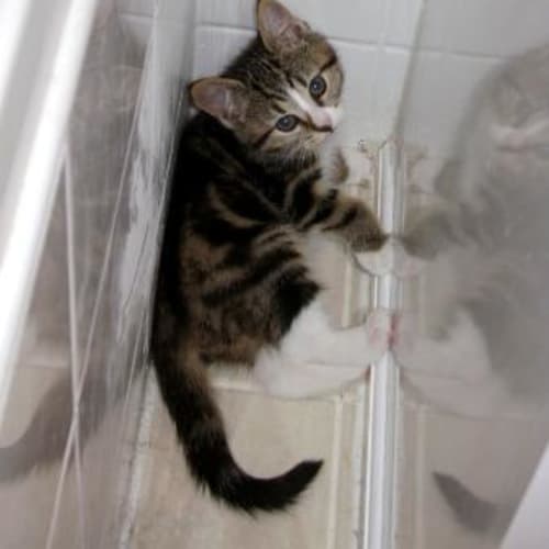 No photo for Muffin