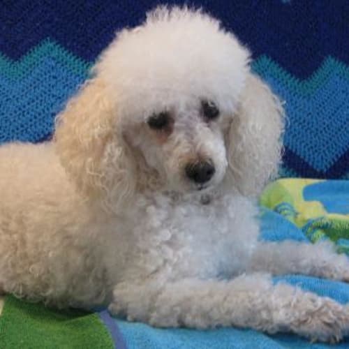 No photo for Mitzi (On Trial)