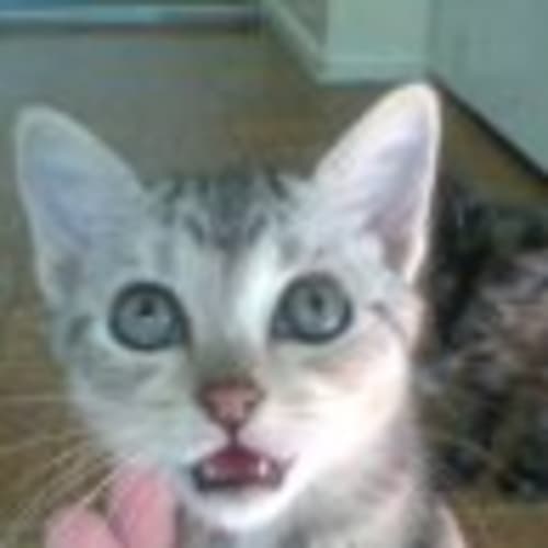 Silver Tabby Kitten