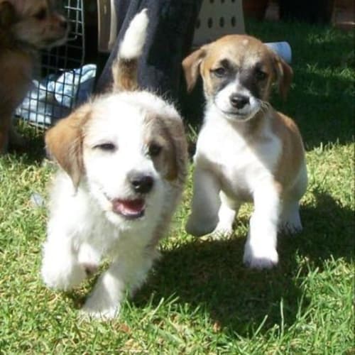Buddabean *Adoption Pending*