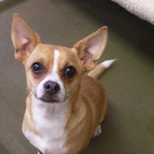 Schnitzel Adopted