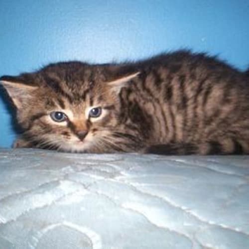 Kittens