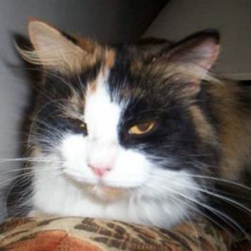 Tortielle
