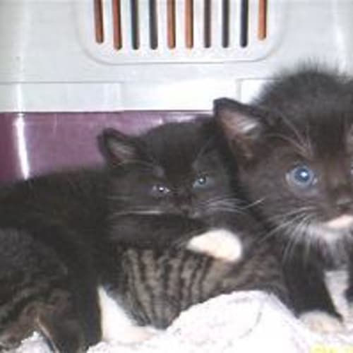 Kittens