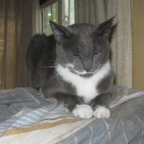 Max