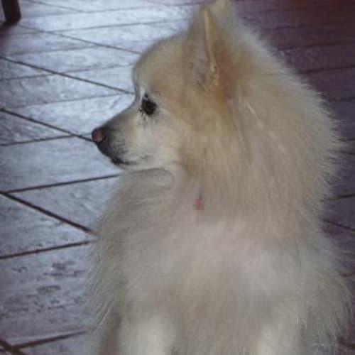 Ruffy