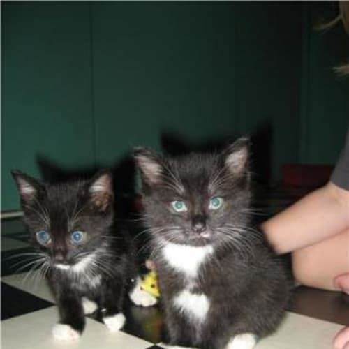 Mittens