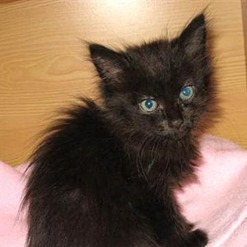 Fuzzy