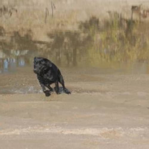 Pumba *Adoption Pending*