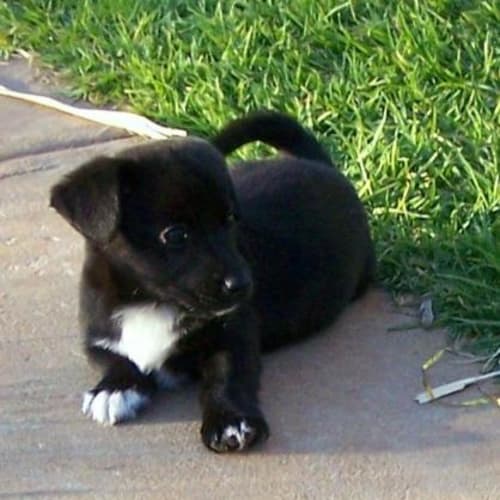 Giggles *Adopted*