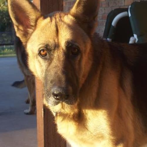 Corby ( On Hold Adoption Pending)