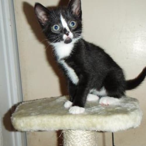 Tiny Tim