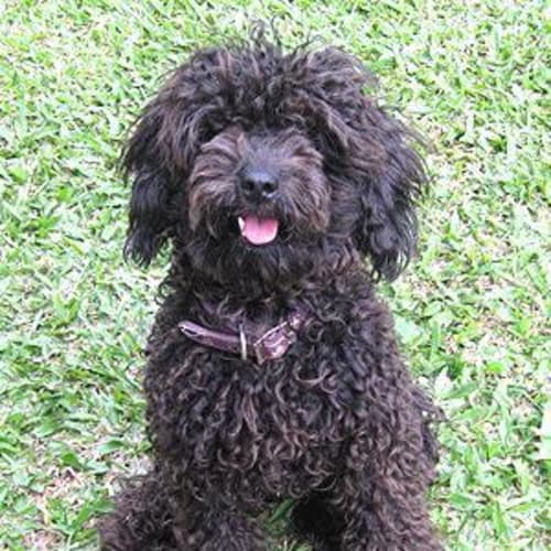 Coco