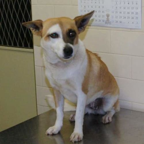 No photo for Smudgee