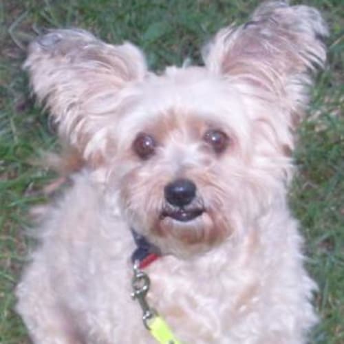 No photo for Mr Woolly