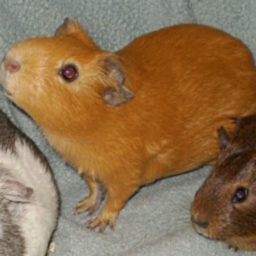 No photo for Pumpkin!