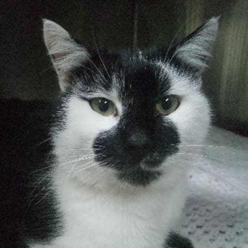 No photo for C4172 "Moggy"