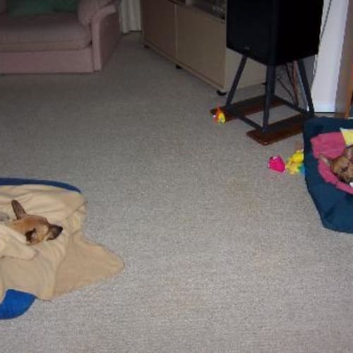 No photo for Misty And Lucky