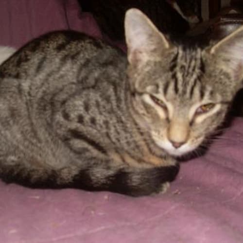 No photo for Mischief