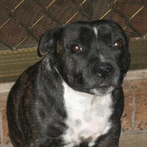 No photo for Roxy On Trial