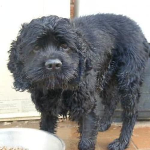 No photo for Callum (On Trial)