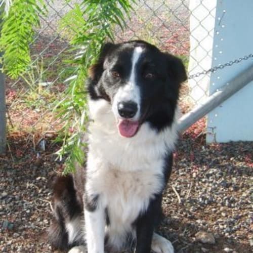 No photo for Bridie *Adoption Pending*