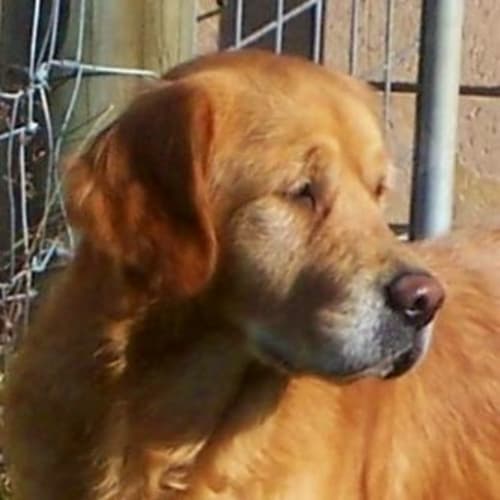 No photo for Ellie Mae (On Trial Adoption)